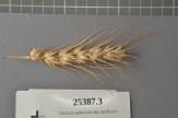 Click for 1 image(s) for this accession. Spike